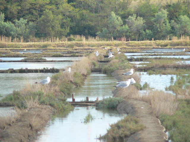 Birds